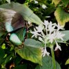 Mainau 23.07.2014
