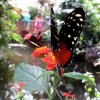 Mainau 23.07.2014
