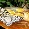 Mainau 23.07.2014