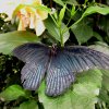 Mainau 23.07.2014