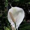 Mainau 23.07.2014
