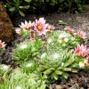 Mainau 23.07.2014