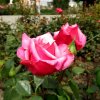 Mainau 23.07.2014