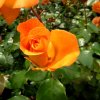 Mainau 23.07.2014
