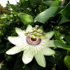 Mainau 23.07.2014