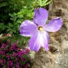 Mainau 23.07.2014