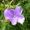 Mainau 23.07.2014