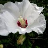 Mainau 23.07.2014