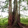 Mainau 23.07.2014