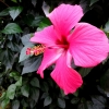 Mainau 23.07.2014