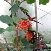Mainau 23.07.2014