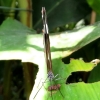 Mainau 23.07.2014