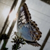 Mainau 23.07.2014