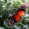 Mainau 23.07.2014