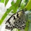 Mainau 23.07.2014