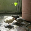 Mainau 23.07.2014