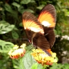 Mainau 23.07.2014