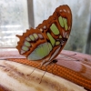 Mainau 23.07.2014