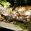Mainau 23.07.2014