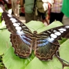 Mainau 23.07.2014