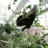 Mainau 23.07.2014
