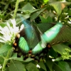 Mainau 23.07.2014