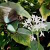 Mainau 23.07.2014
