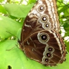 Mainau 23.07.2014