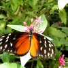 Mainau 23.07.2014