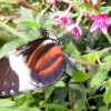 Mainau 23.07.2014