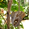 Mainau 23.07.2014