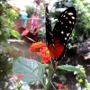 Mainau 23.07.2014