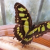 Mainau 23.07.2014