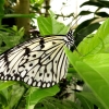 Mainau 23.07.2014