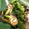 Mainau 23.07.2014