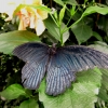 Mainau 23.07.2014