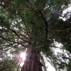 Mainau 23.07.2014