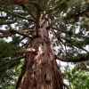 Mainau 23.07.2014