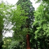 Mainau 23.07.2014