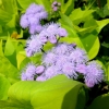 Mainau 23.07.2014