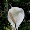 Mainau 23.07.2014