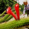 Mainau 23.07.2014