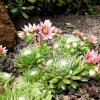 Mainau 23.07.2014
