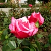 Mainau 23.07.2014