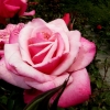 Mainau 23.07.2014