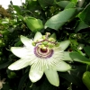 Mainau 23.07.2014