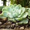 Mainau 23.07.2014