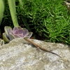 Mainau 23.07.2014