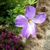 Mainau 23.07.2014