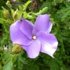 Mainau 23.07.2014